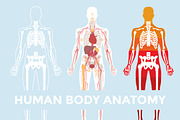Human Body Anatomy