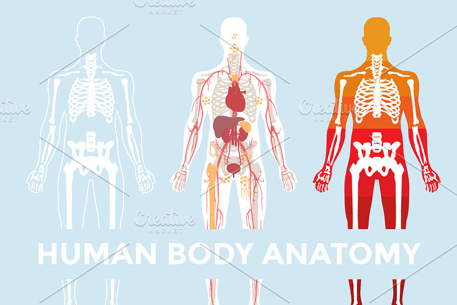 Human Body Anatomy in Illustrations - product preview 8