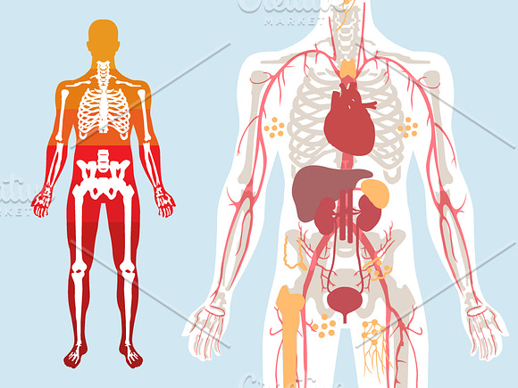 Human Body Anatomy in Illustrations - product preview 1