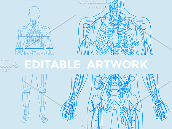 Human Body Anatomy in Illustrations - product preview 2
