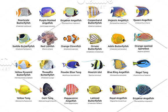 Tropical exotic fishes in Illustrations - product preview 12