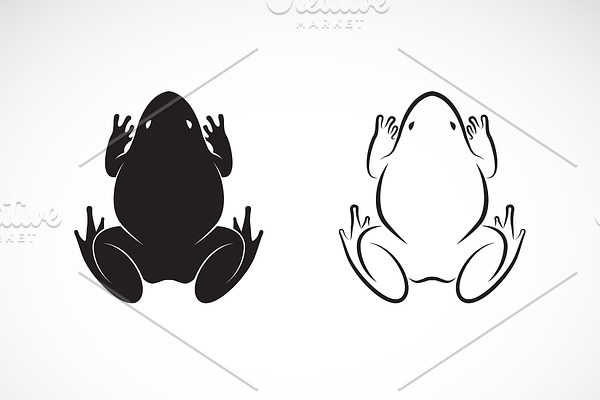 Vector of frogs design. Amphibian.