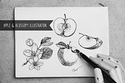 Apple fruit, apple blossom hand-draw