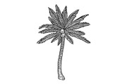 Coconut palm tree plant sketch