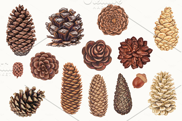 Pine cones and branches in Illustrations - product preview 4