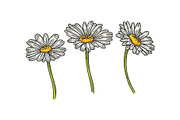Chamomile daisy flower sketch vector
