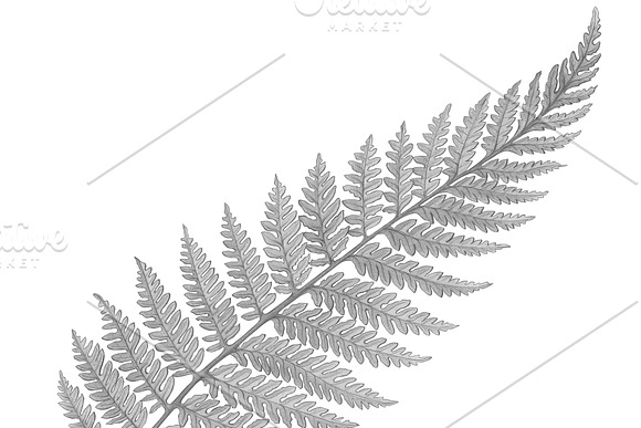 Silver Fern Pencil Illustration in Illustrations - product preview 1