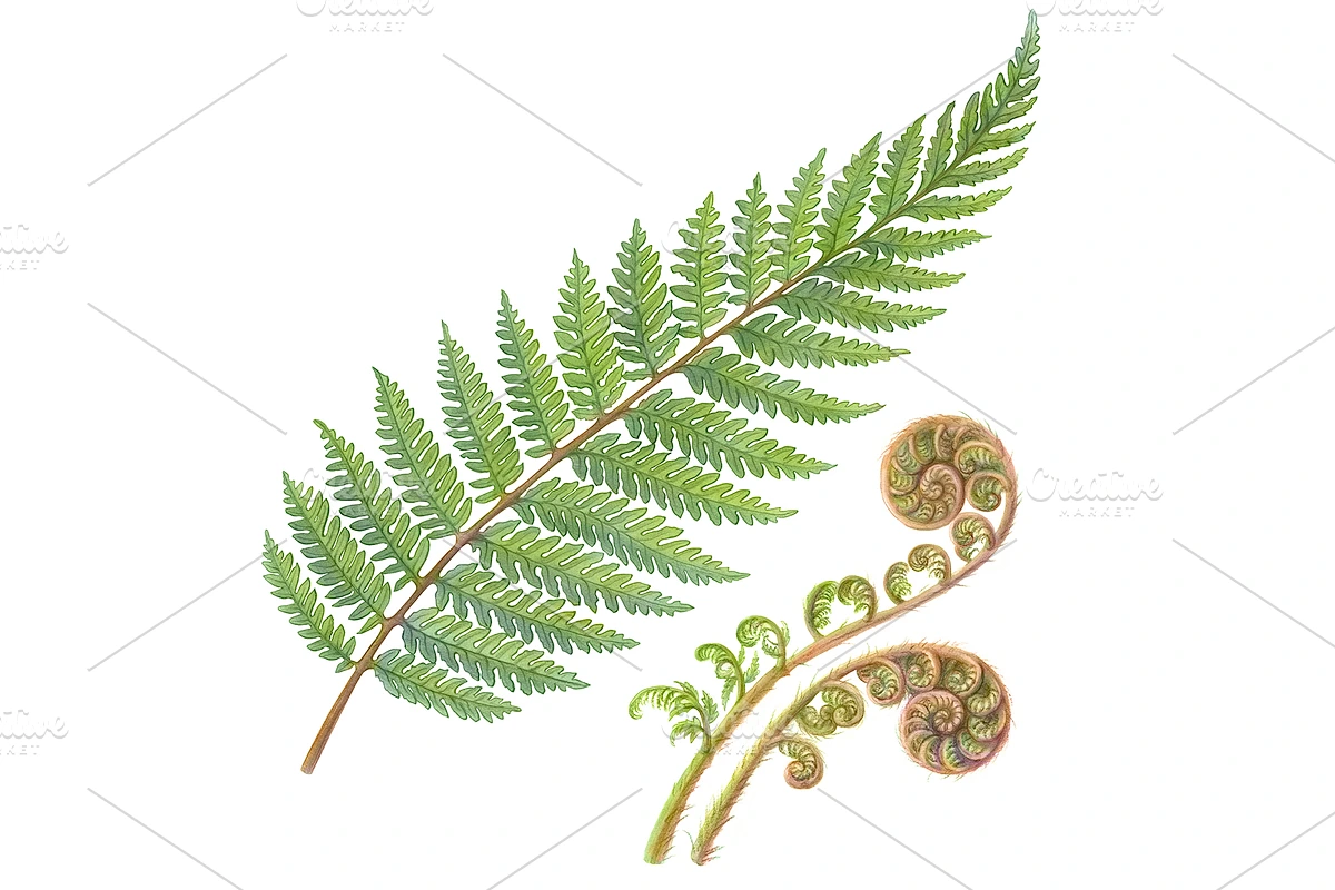 Silver Fern Pencil Illustration in Illustrations - product preview 8