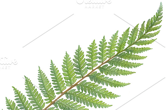 Silver Fern Pencil Illustration in Illustrations - product preview 1