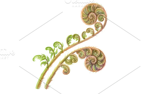 Silver Fern Pencil Illustration in Illustrations - product preview 2
