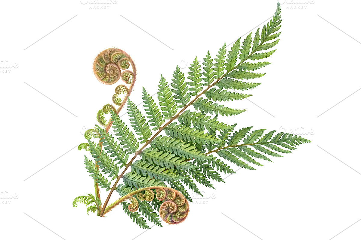 Silver Fern Pencil Illustration in Illustrations - product preview 8