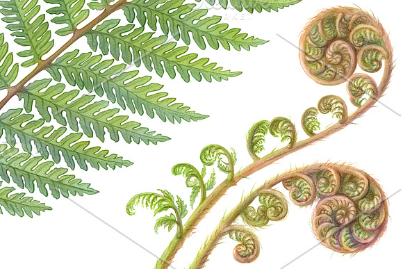 Silver Fern Pencil Illustration in Illustrations - product preview 3