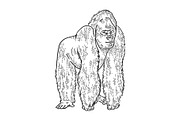 Gorilla animal sketch engraving