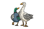 Duck and goose friends engraving