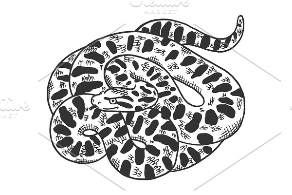 Snake anaconda animal sketch vector