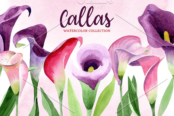 Calla lily watercolor illustrations