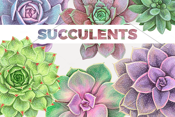 Nice elegant succulent set