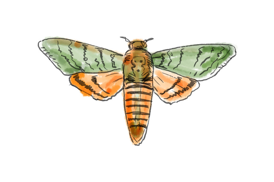 Animation Sphinx Moth Drawing