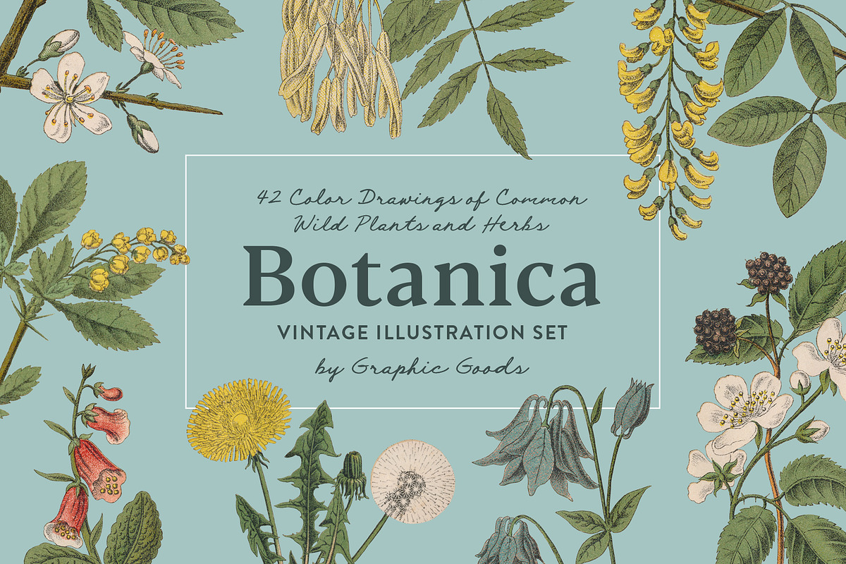 Botanica - Vintage Illustrations in Illustrations - product preview 8
