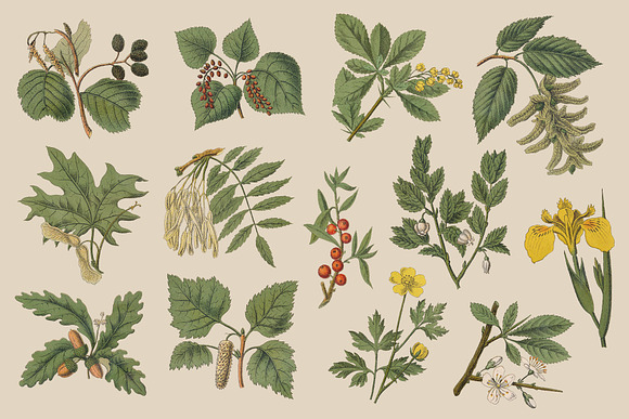 Botanica - Vintage Illustrations in Illustrations - product preview 1
