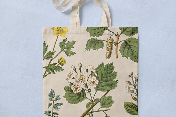 Botanica - Vintage Illustrations in Illustrations - product preview 2