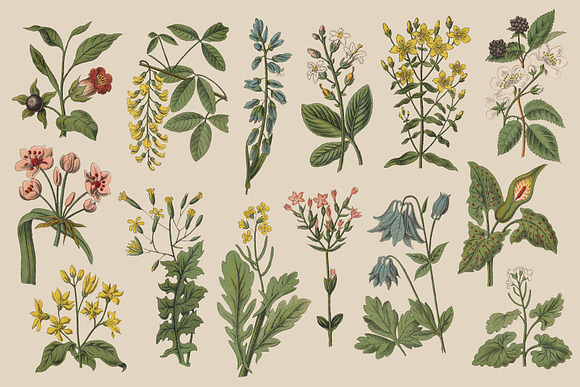 Botanica - Vintage Illustrations in Illustrations - product preview 4