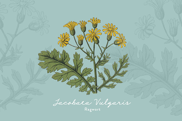 Botanica - Vintage Illustrations in Illustrations - product preview 6