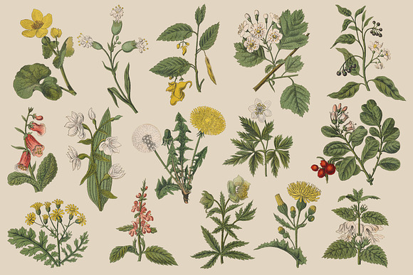 Botanica - Vintage Illustrations in Illustrations - product preview 7