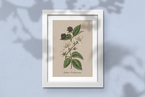 Botanica - Vintage Illustrations in Illustrations - product preview 8