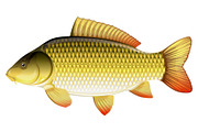 Common carp fish