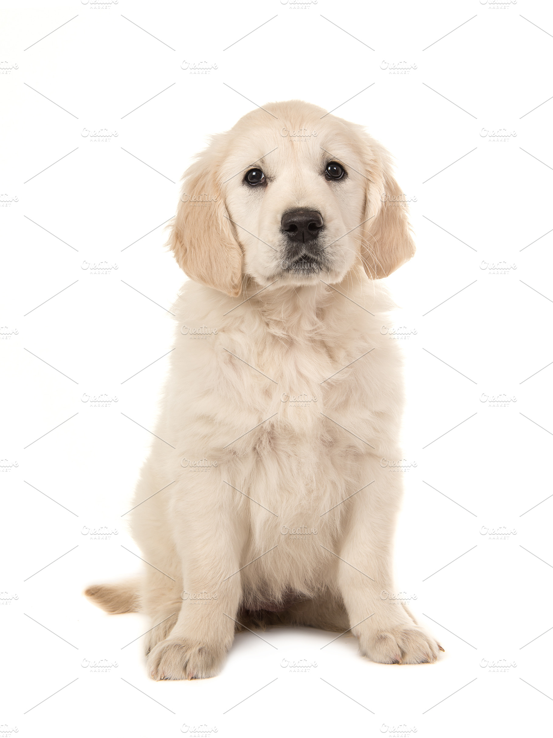 Cute Blond Golden Retriever Puppy High Quality Animal Stock