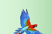 Flying  parrot. Colorful vector.