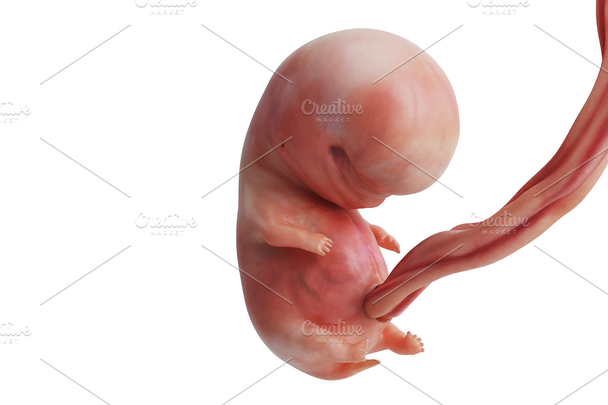 Embryo human fetus unborn baby in Objects - product preview 8