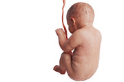 Embryo human fetus unborn, back view