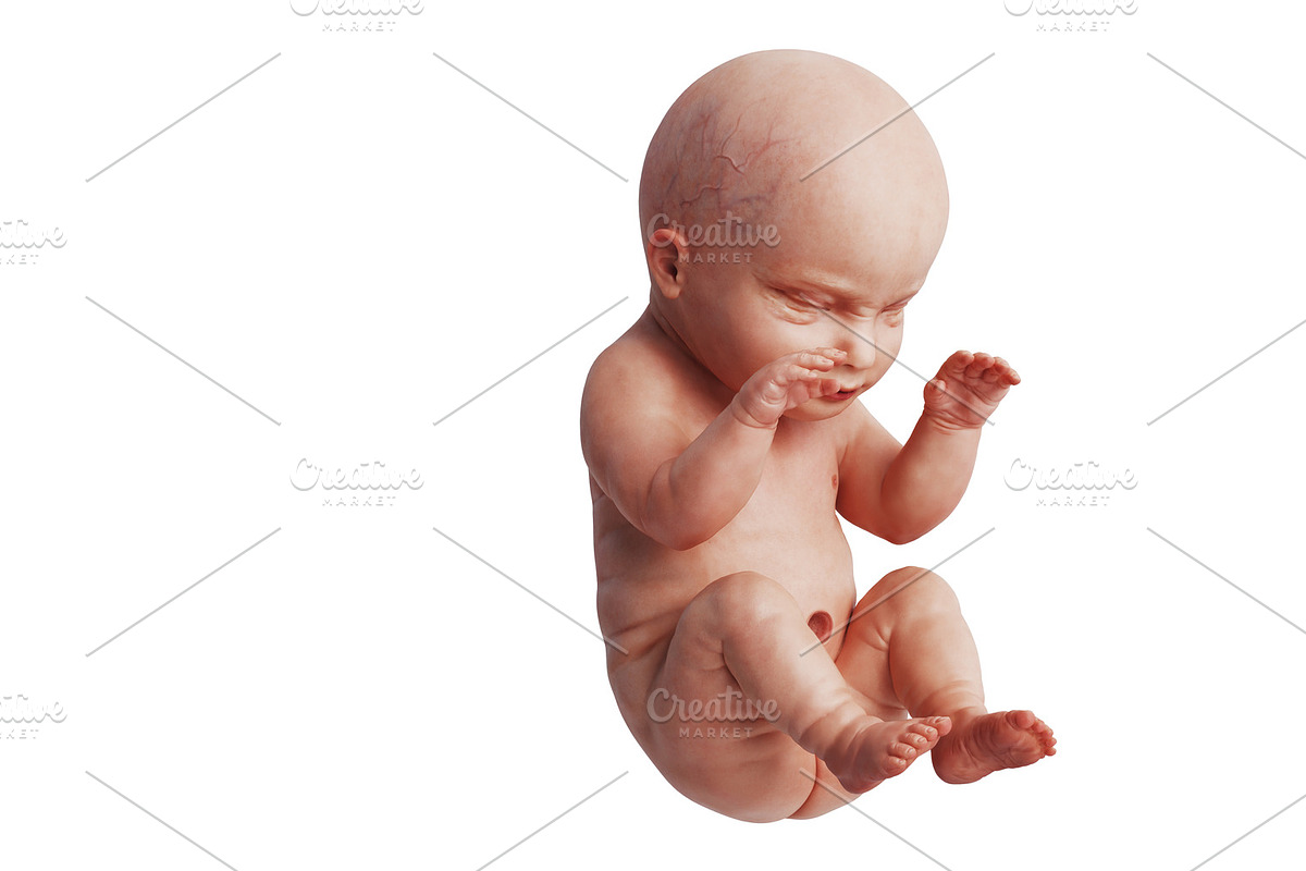 Embryo human unborn fetus in Objects - product preview 8