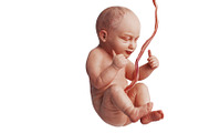 Embryo human fetus unborn baby