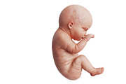 Embryo human fetus unborn, side view