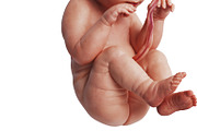 Embryo human fetus unborn, close