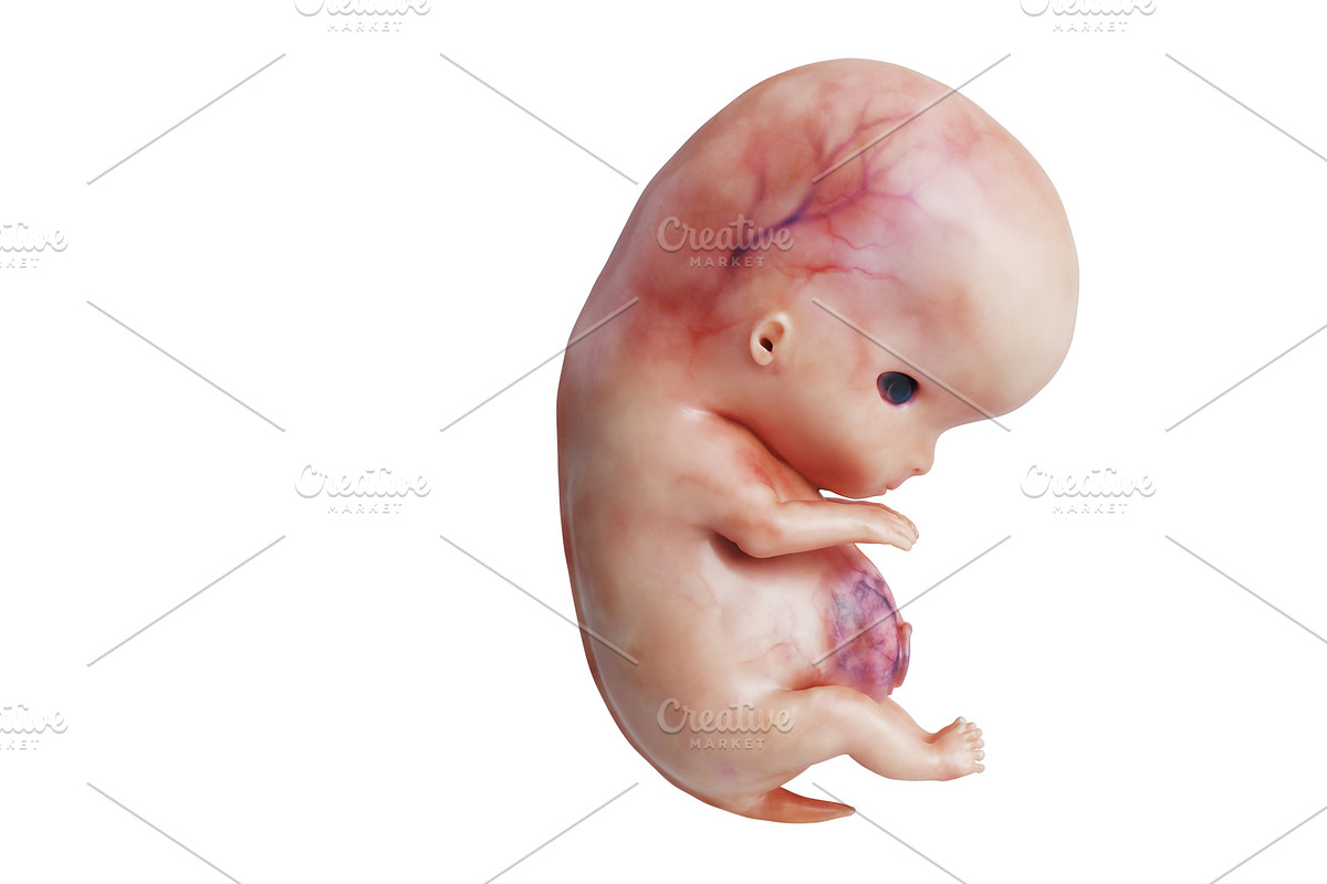 Embryo human fetus unborn, side view in Objects - product preview 8