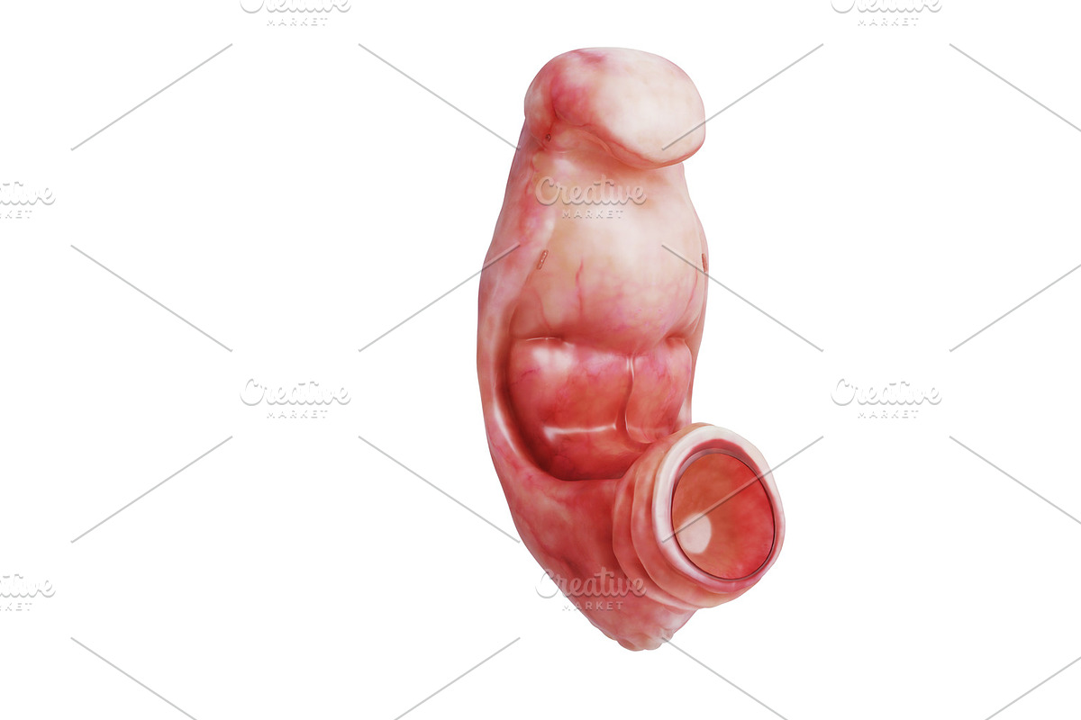 Embryo human fetus unborn in Objects - product preview 8