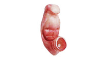 Embryo human fetus unborn