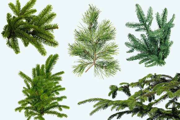 Real Fir Branches Overlays, Cones in Objects - product preview 6