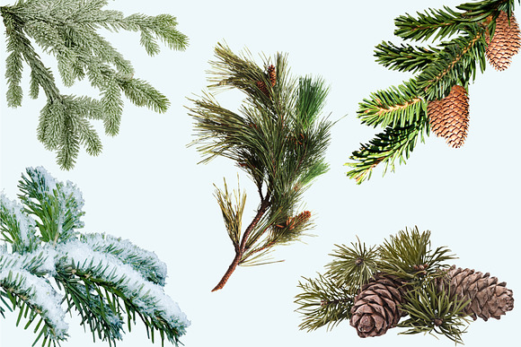 Real Fir Branches Overlays, Cones in Objects - product preview 8