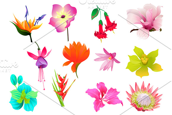 Flowers Tropical Illustration Pack in Illustrations - product preview 3