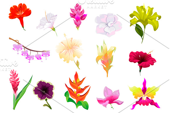 Flowers Tropical Illustration Pack in Illustrations - product preview 6