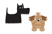 Scottish terrier black dog. Shih Tzu