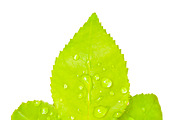 Three Wet Green Leaves Isolated Phot
