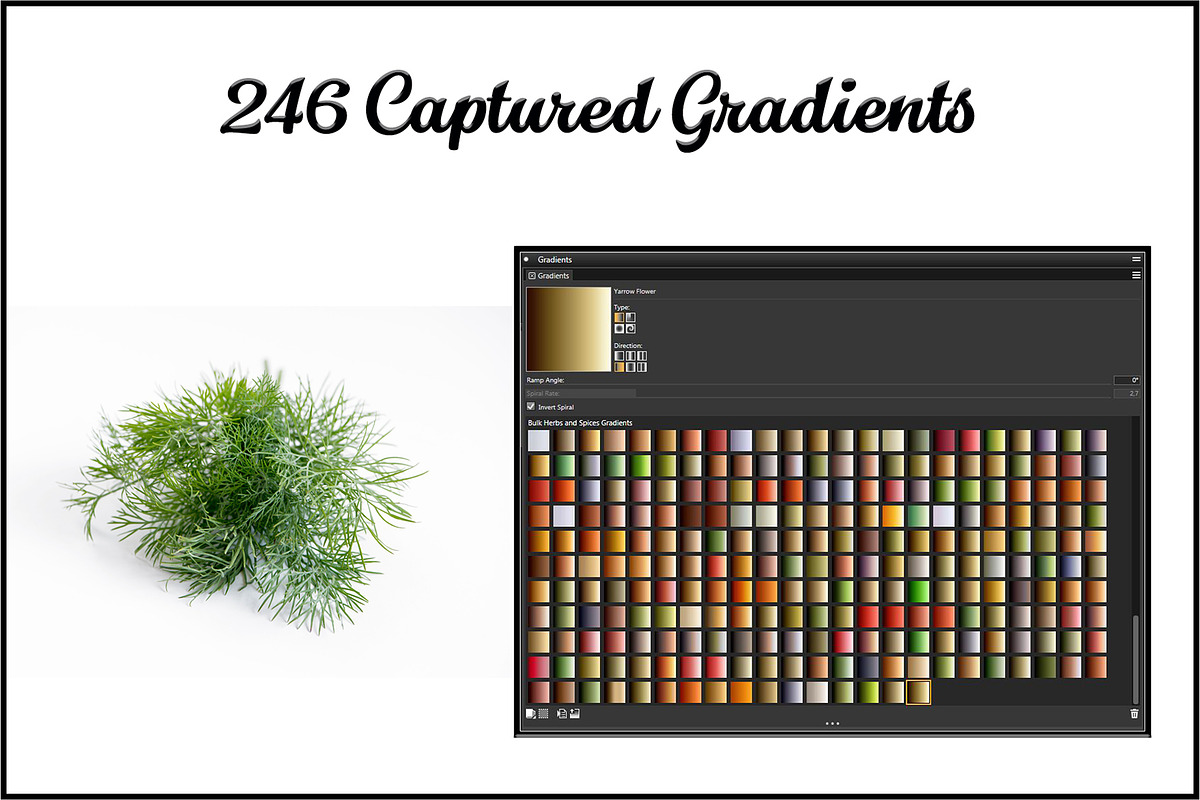 Corel Painter Herbs Spices Gradients in Add-Ons - product preview 8