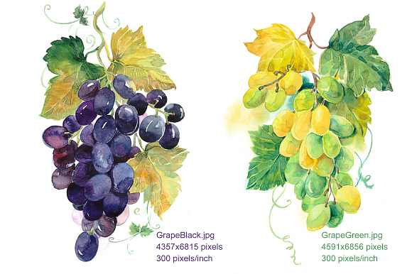 Set Watercolor "Grapes" in Illustrations - product preview 1