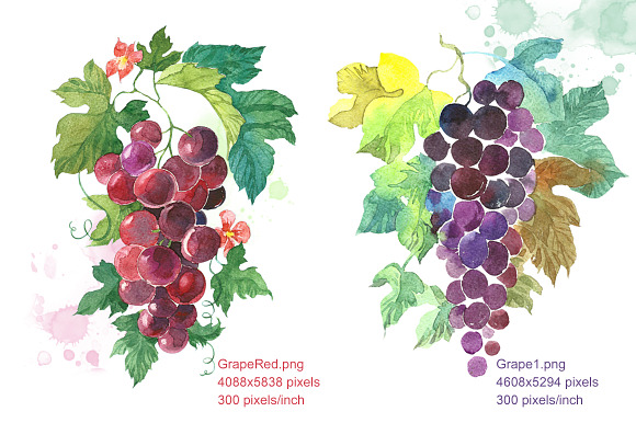 Set Watercolor "Grapes" in Illustrations - product preview 2